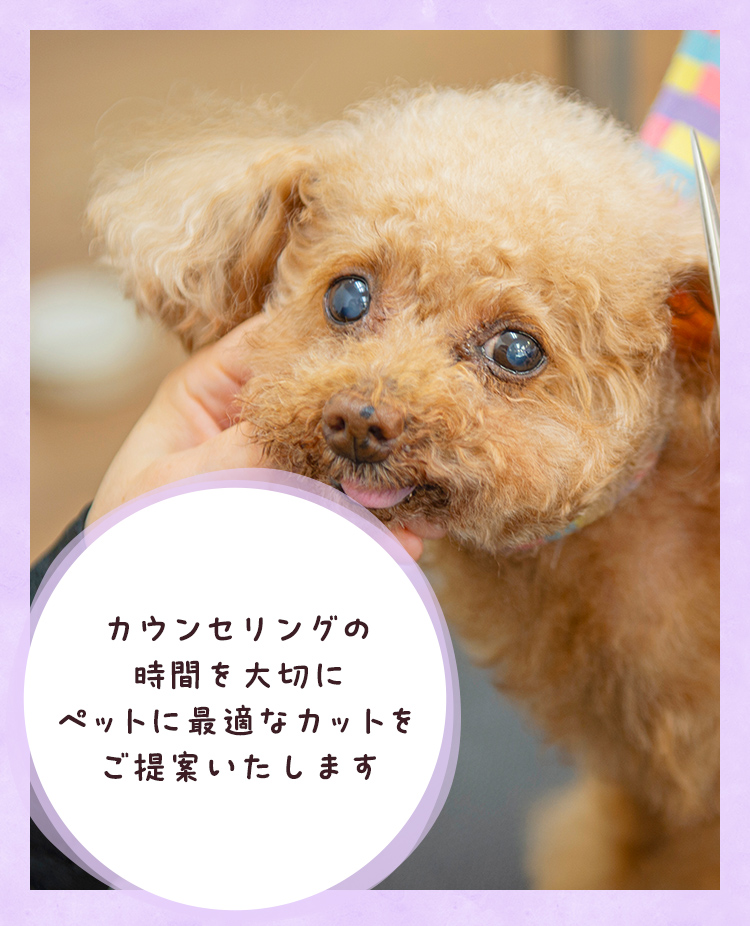 DogSalon RwanSP